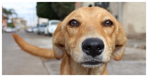 Rocco El Perrito Que Le Dio Mimos A Su Due O Cuida Coches Hasta Que