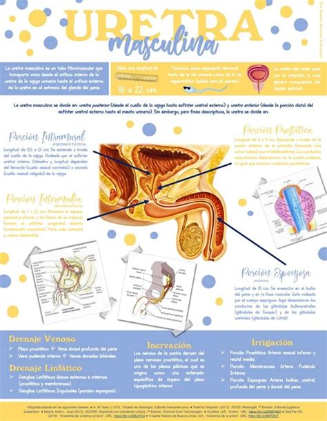 Gru N Albany Unir Anatomia De La Uretra Femenina Rugido Hect Reas Mentor