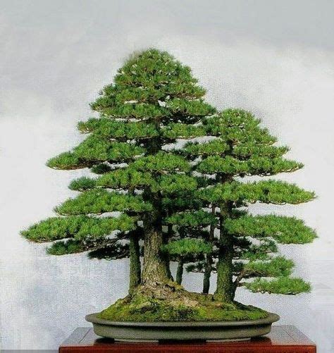 80 Bonsai Group Planting Saikei Ideas Bonsai Bonsai Forest