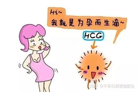 Hcg和孕酮到底怎么看？ 知乎