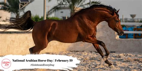 FEBRUARY 19, 2023 | NATIONAL CHOCOLATE MINT DAY | NATIONAL VET GIRLS ...