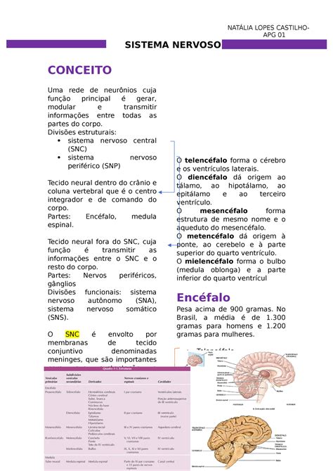 Roteiro Apg Neuro O Sistema Nervoso Uma Rede De Neur Nios Cuja