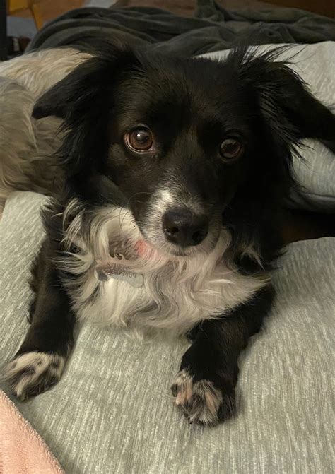 Dogs for Adoption — MO4PAWS