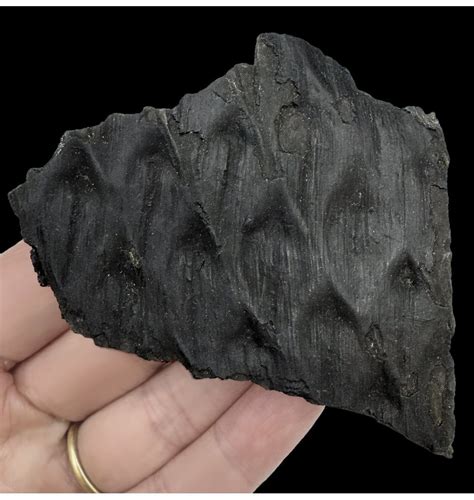 Fossils For Sale | Fossils-UK.com | British Carboniferous Fossil Plant ...