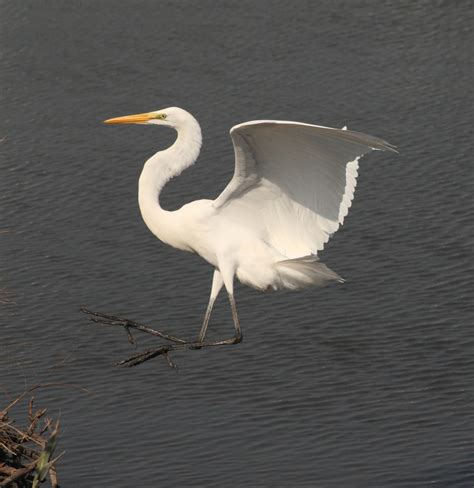 Herons & Egrets | Exploring Ebenezer Creek