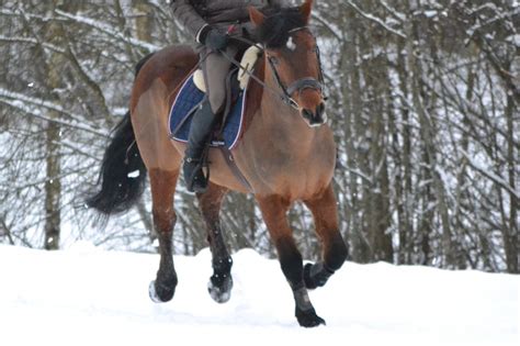 Images Gratuites Hiver Rêne étalon Crinière Bride Des Sports