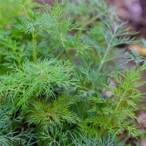 Buy 11 Free Anith Herb Seeds Online From Nurserylive At Lowest Price