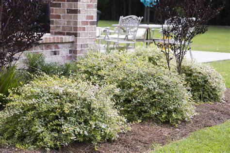 Landscaping Plants That Wont Take Over Your Yard