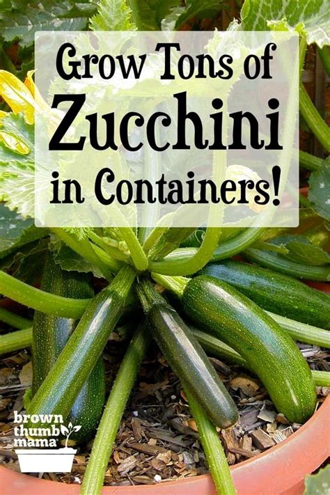 How To Grow Zucchini In Containers Container Gardening Container