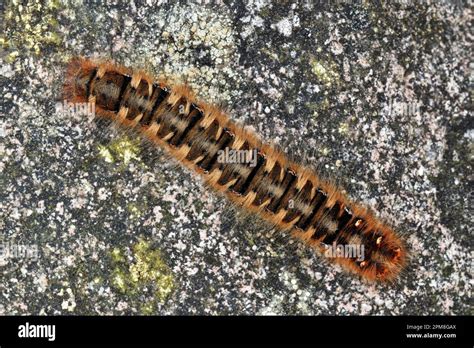 Northern Eggar Moth Lasiocampa Quercus Catterpillar On Lichen Covered