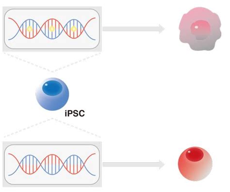 Epigenetics Not Founder Cells IMAGE EurekAlert Science News Releases