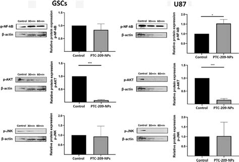 The Effect Of Nano Ptc On The Expression Of Nf B Akt And Jnk In