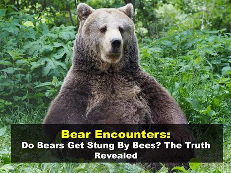 Bear Encounters Do Bears Get Stung By Bees The Truth Revealed Easy