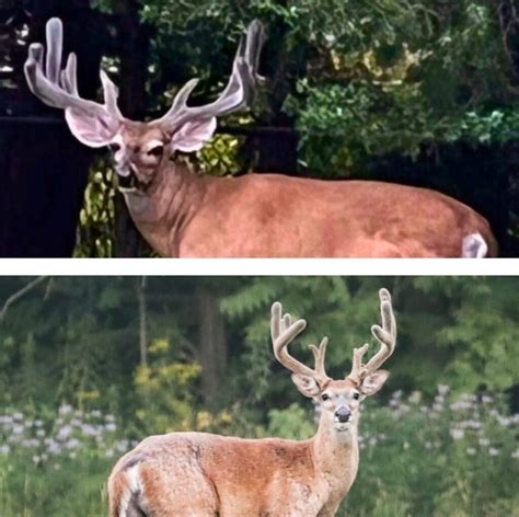 Why Do Deer Shed Their Antlers? (The Antler Growth Cycle)