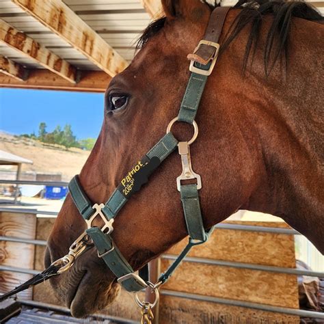 2 Lines Embroidered Horse Halter Name Tag Etsy