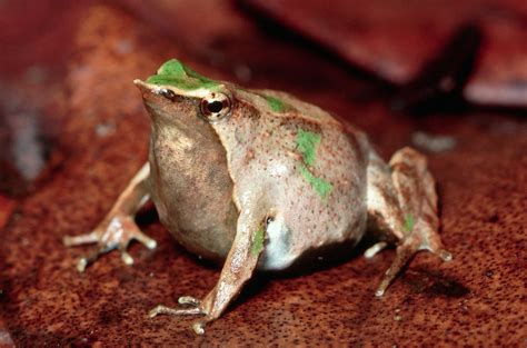 50 Adorable Frog Facts About These Little Leaping Creatures | Facts.net