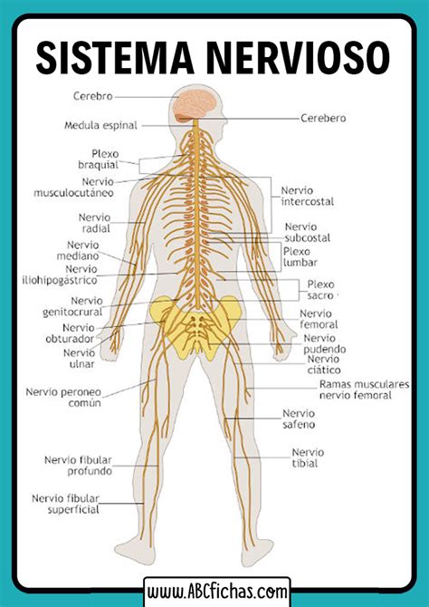 Partes Del Sistema Nervioso Humano Abc Fichas Hot Sex Picture