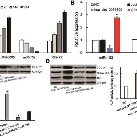 A The Expression Of Hsa Circ Mir And Runx Were Measured