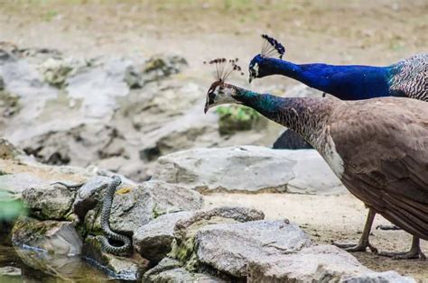 Do Peacocks Eat Snakes The Ultimate Guide Bird Avid