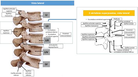 Anatomía De La Columna Lumbar Dolopedia