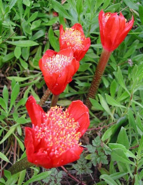 Haemanthus Coccineus Paint Brush Lily Unusual Plants Colorful