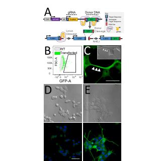 Cancer Induced Neuronal Precursor Differentiation A Fluorescence