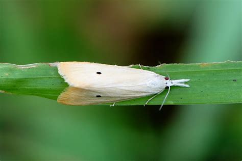 Yellow Stem Borer Or Rice Yellow Stem Borer Project Noah