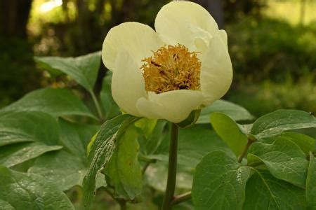 Albiflora Be Daurica Ssp Macrophylla Albiflora Is A Division Of