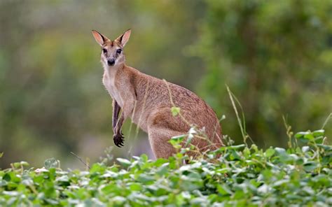 50 Hình Nền Chuột Túi Kangaroo đẹp Và Dễ Thương Chia Sẻ Kiến Thức Điện Máy Việt Nam