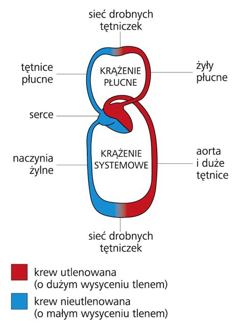 Nadci Nienie T Tnicze Przyczyny Objawy I Leczenie Hot Sex Picture