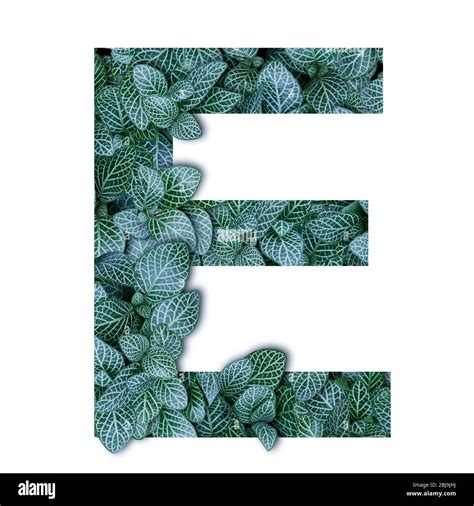 Nature Concept Alphabet Of Green Leaves In Alphabet Letter E Shapes