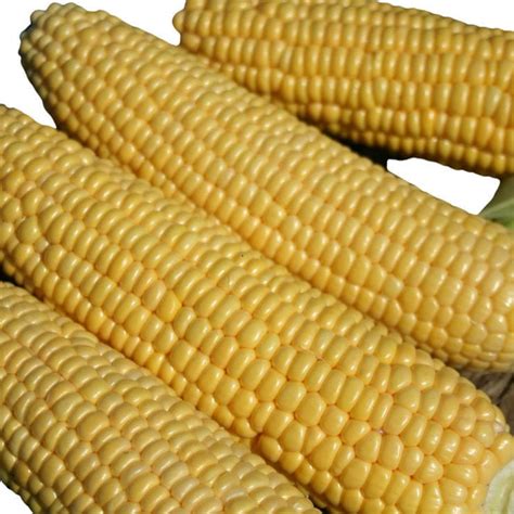 Early Corn Seed Swift F Tozer Seeds Ltd Silage Grain Hybrid