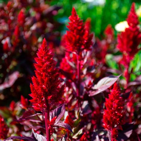 Celosia Argentea Sunday Wine Red White Flower Farm