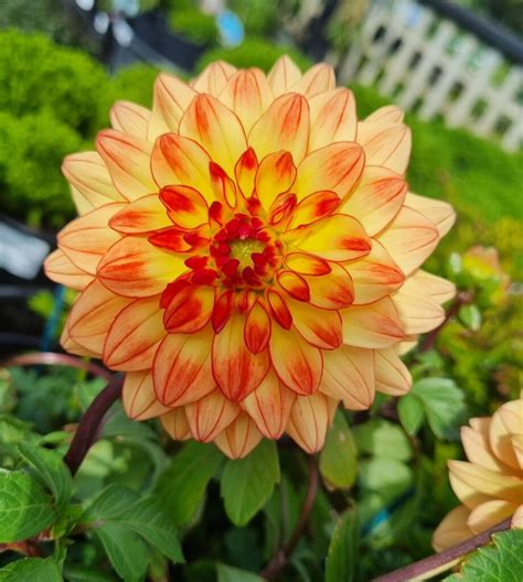 Dahlia Dalina® Maxi Tequila 6 Pot Hello Hello Plants