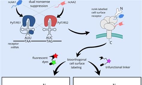 Illumination Technique For Cell Surface Receptors Developed By Researchers