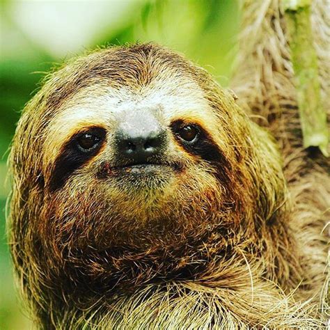 Danta On Instagram Sloths And Moths Sloths Spend Most Of Their Time