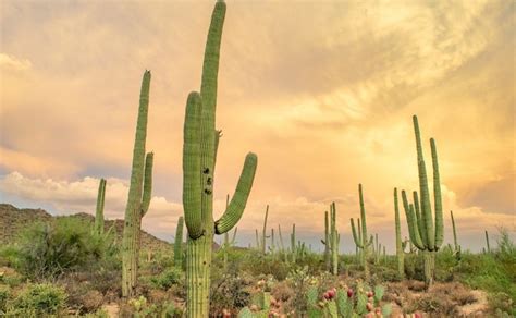 Tipos De Cactus Y Su Significado ¿cuáles Dan Buena Suerte