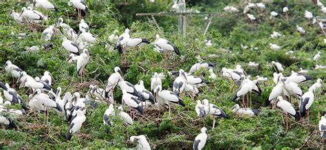 Tamilnadu Tourism Chitrangudi Bird Sanctuary Ramanathapuram