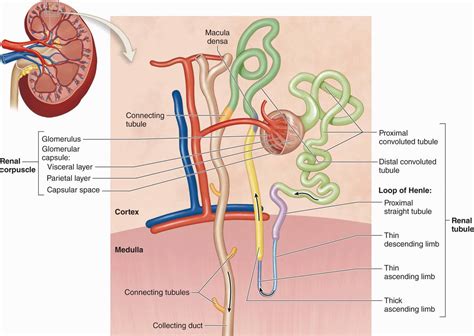 The Urinary System Basicmedical Key