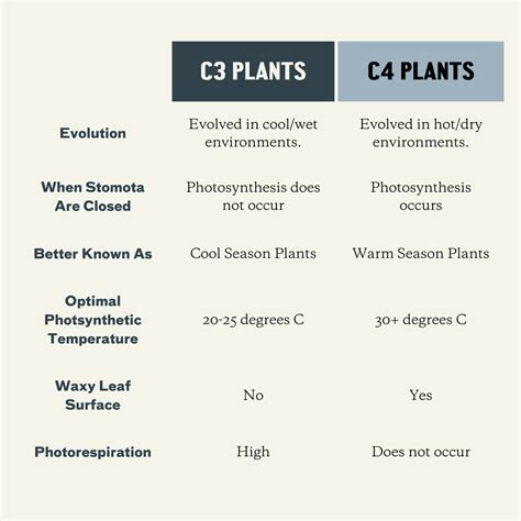 C4 Plants A Plant Diversity Company