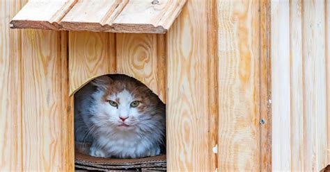 Comment Faire Une Cabane Pour Chat L Hiver Astuces