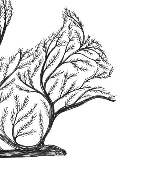 Squirrel In Tree Drawing at GetDrawings | Free download