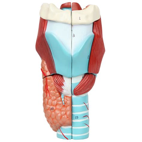 Buy Axis Scientific Anatomy Model Of Human Larynx Model Is 9 Inches