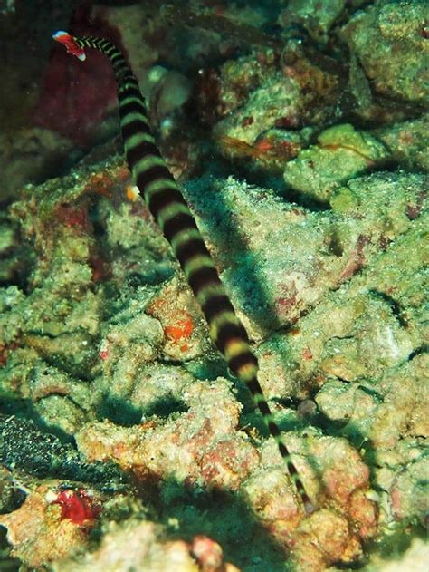 Ringed pipefish - Moalboal Reef Species