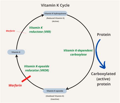 How does vitamin K work in reversing vitamin K antagonists? • The Blood Project