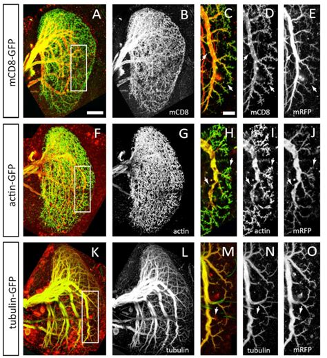 3 Drosophila Lobula Plate Tangential Cells Have Spines That Are