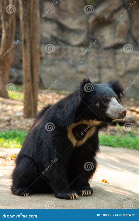 Sloth bear stock photo. Image of alone, bear, cage, endangered - 188353214