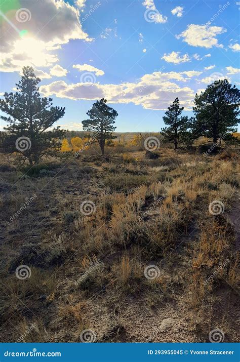 Medicine Bow National Forest Wyoming Stock Image Image Of Plateau