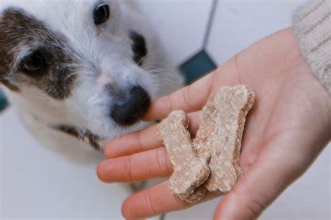 Mi Perro O Mi Gato No Quieren Comer Consejos Para Estimular Su Apetito