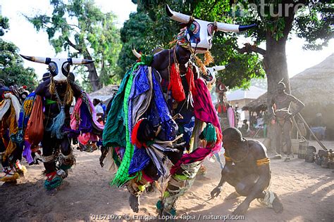 Nature Picture Library Dancers Wearing Colourful Costumes And Bull